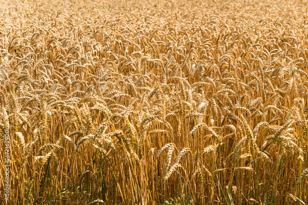 custom made wallpaper toronto digitalgolden wheat fields in Sweden