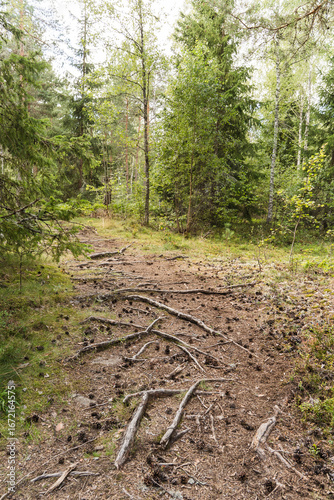 Wallpaper Mural view of a forest in Sweden Torontodigital.ca