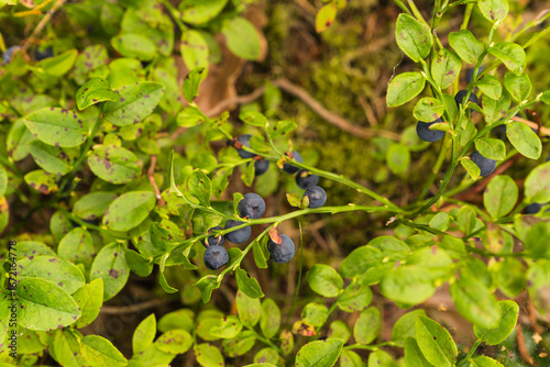 Wallpaper Mural closeup of blueberries in the forest Torontodigital.ca