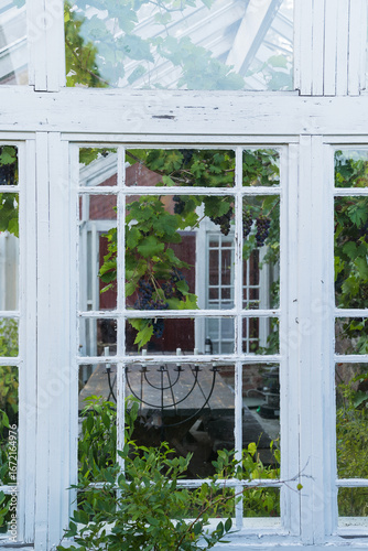 Wallpaper Mural detail of a greenhouse and vines Torontodigital.ca
