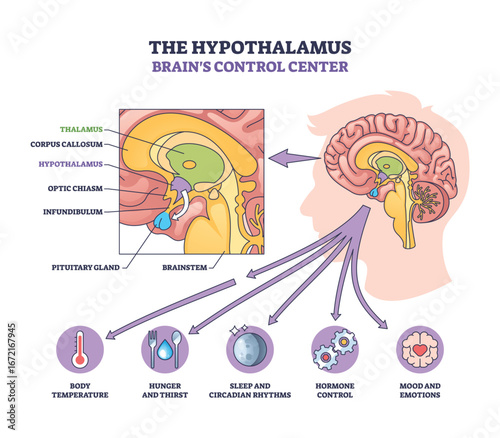 Hypothalamus as brains control center is shown with labeled regions, arrows, and icons for body functions. Outline diagram
