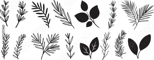 A Collection of Botanical Elements: A Set of Black and White Illustrations and Silhouettes of Various Twigs and Leaves