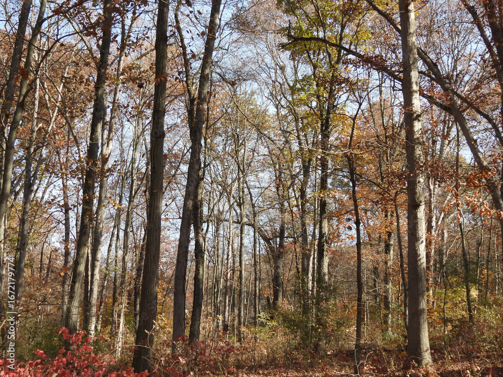 Fototapeta premium Colorful, autumn scenery, of the deciduous, woodland forest, within French Creek State Park, Berks and Chester County, Elverson, Pennsylvania.