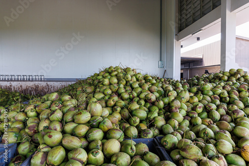 Abundant Harvest: Fresh Green Coconuts Piled High in a Tropical Processing Facility