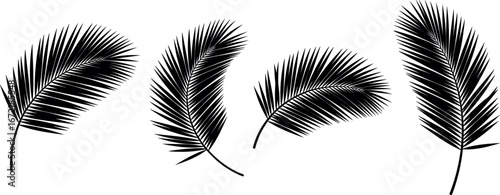 Ethereal Beauty of Palm Fronds Artistic illustration captures the delicate allure of palm fronds, isolated to emphasize the intricate lines and forms in nature's artistry.