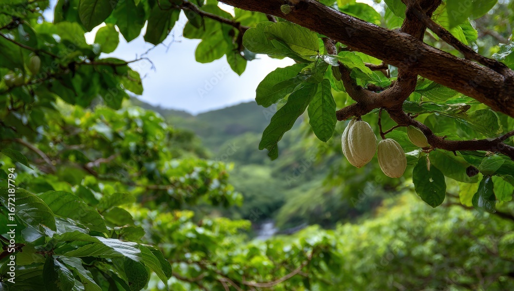 Obraz premium Cocoa pods on a lush tree