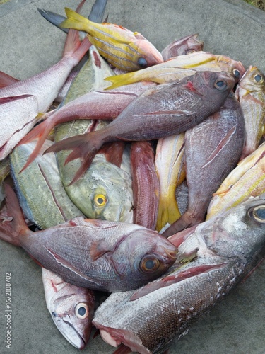 A wide variety of freshly caught tropical fish are displayed on a flat surface.
