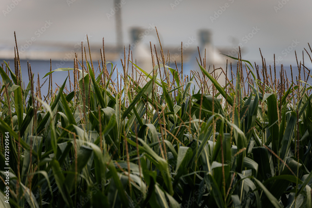 Fototapeta premium Close-up view of tall green corn plants with tassels, with blurred farm silos and a building in the background.