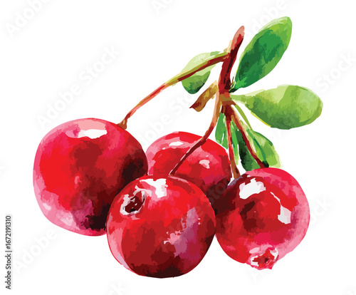 Lingonberry Delight A Vibrant Watercolor Illustration of Cranberries on a Transparent Backdrop Perfect for Botanical Designs and Culinary Projects
