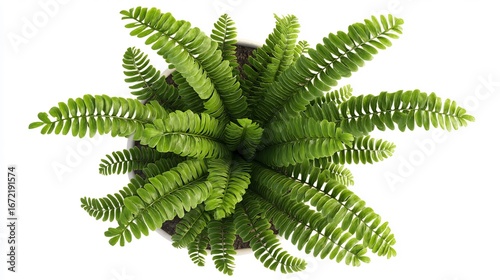 Top-Down View of a Lush Green Plant with Leafy Fronds on a Clean White Background, Perfect for Indoor Decor Concepts