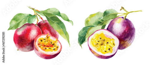 Watercolor Passion Fruit Vector Set Fresh Tropical Fruits Isolated on Transparent Background Hand Drawn Passion Fruits with Leaves for Exotic Dessert