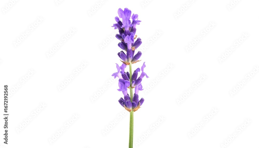 Naklejka premium Single lavender sprig, purple flowers, green stem, isolated on white
