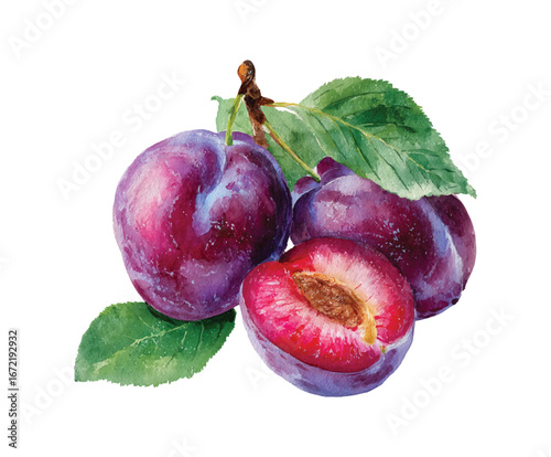 Watercolor Plums Illustration Set Fresh Ripe Purple Fruit Collection Hand Painted Plum with Leaves Isolated on Transparent Background