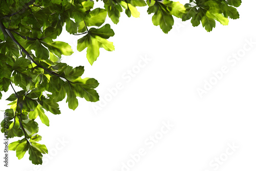 Beautiful Green Leaves | Nature, foliage, fresh plant leaves.