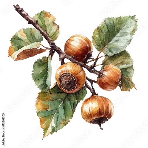 Chestnut Branch Closeup, watercolor clipart vector, isolated on a white background.