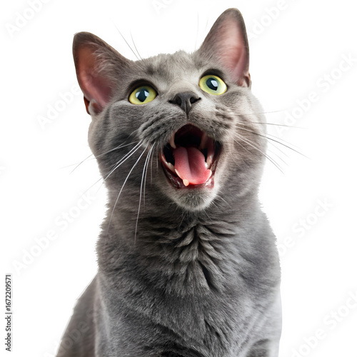 Grey cat looks up mewing isolated on transparent background