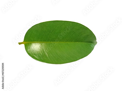 Mangosteen leaf isolated on white background