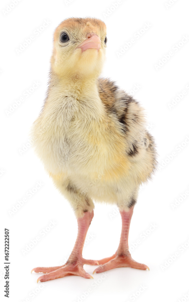 Obraz premium Turkey chick isolated on white background