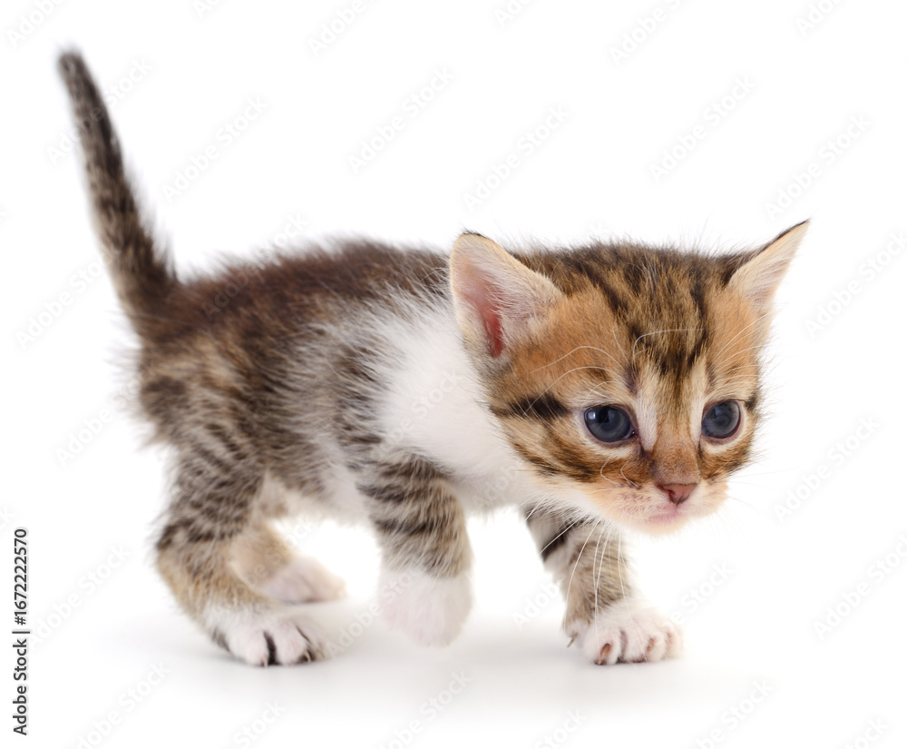 Obraz premium Cute kitten isolated on white background