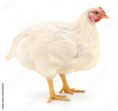 White broiler chicken isolated on white background