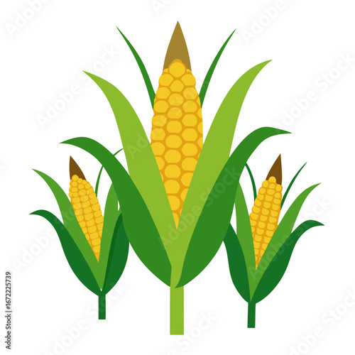 three corn plants with yellow kerneled ears of corn surrounded by green husks and leaves, showing different stages or sizes of corn growth.