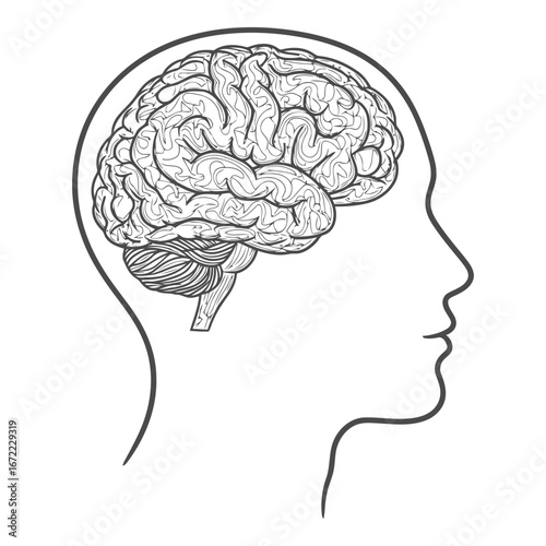 Vector art of human brain outline
