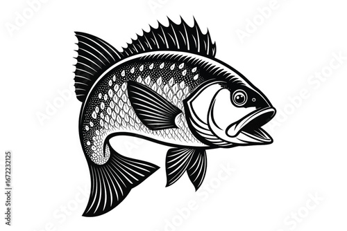 Engraved Style Perch Fish Art with Fins and Tail