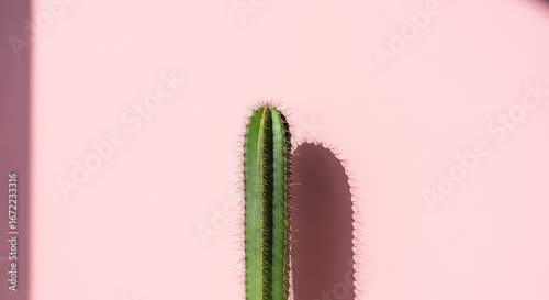 Cactus on Pink Background A Minimalist Aesthetic in Sunlight and Shadow