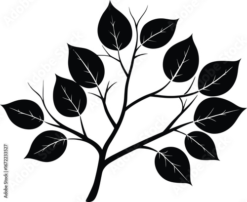 Poplar Branch Silhouette, Poplar Tree Vector
