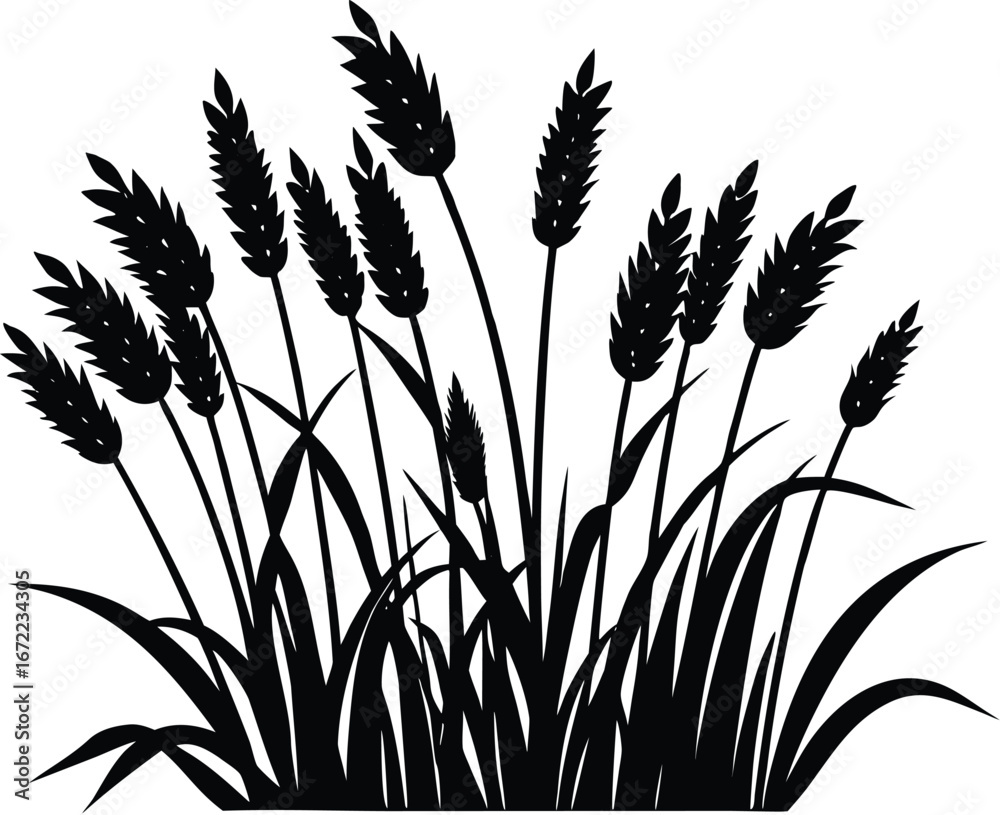 Fototapeta premium Tall Prairie Grass Silhouette, Prairie Plant Vector