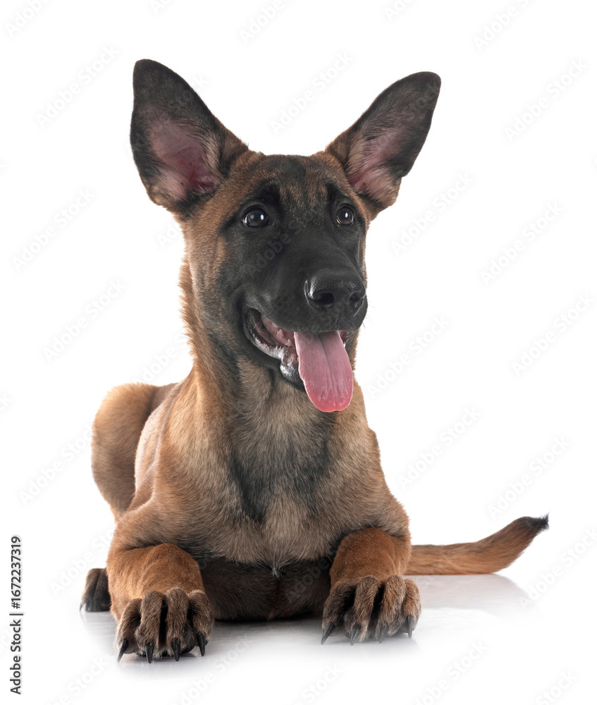 puppy malinois in studio puppy malinois in studio