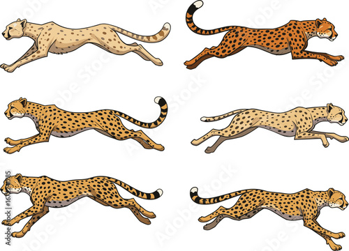 Cheetah running illustration set, fastest animal vector art, wild cat drawing, African predator clipart, sprinting cheetah artwork, wildlife design collection