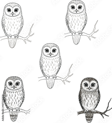 Owl illustration set, hand drawn owl sketch, wildlife bird drawing, nocturnal animal artwork, owl on branch vector design