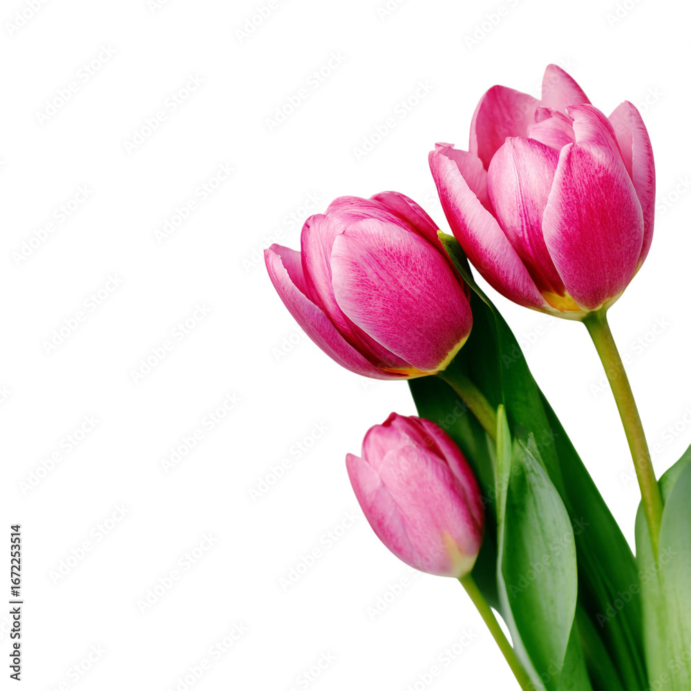 Fototapeta premium Pink tulips with green leaves isolated on transparent background