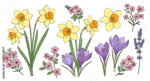 Elegant spring flower vector illustration of daffodils, crocuses and pink blossom