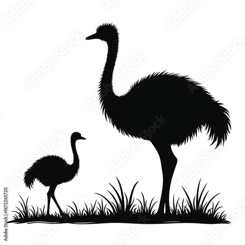 Black silhouette of adult and young emus in grass ostrich