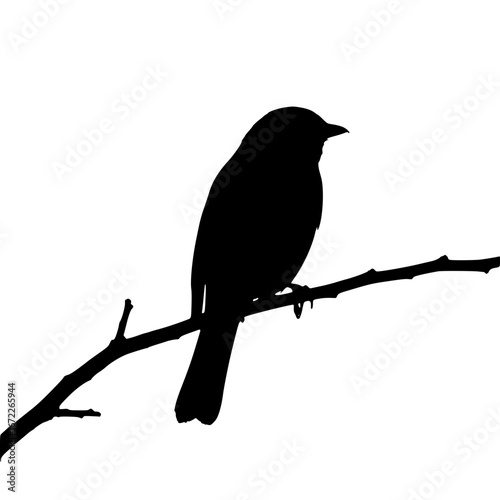 blackbird isolated on white background
