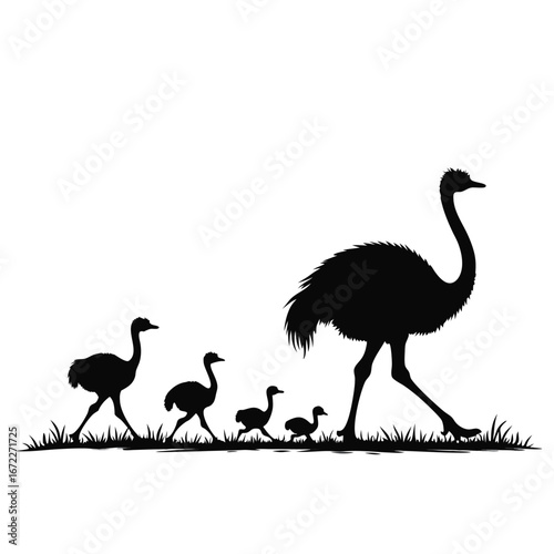 Ostrich family walking in grass silhouette chick baby ostrich