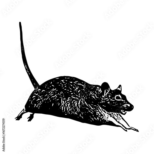 Detailed engraving rat illustration, hand drawn rodent in crouching position with long tail.