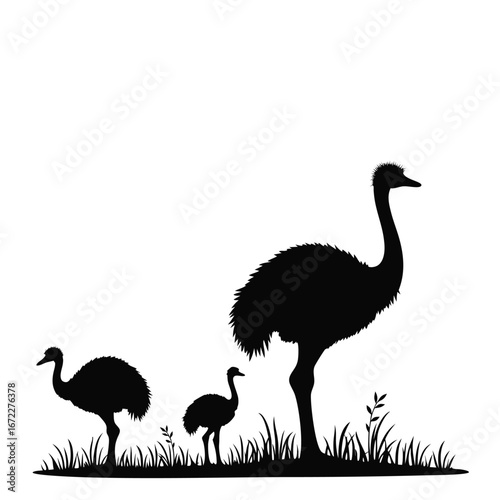Three emus in silhouette standing in grass ostrich
