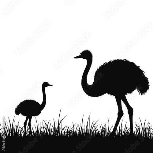 Two emus standing in grass silhouette bird animal 1