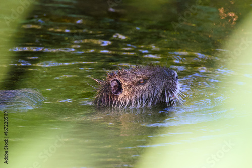 Wallpaper Mural Close-up of a nutria swimming in shallow water with its head peeking above the surface Torontodigital.ca