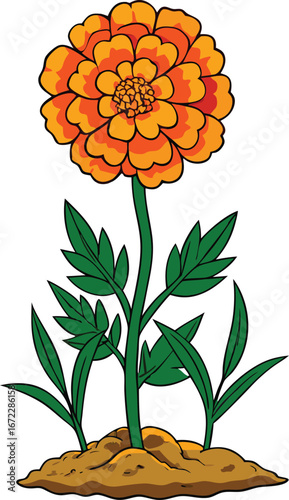 Vibrant marigold plant with round orange blooms and leafy stems