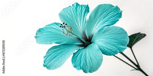 Vibrant teal hibiscus flower isolated on white background showcasing delicate petals and stamens