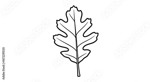 Detailed line drawing of a single lobed deciduous tree leaf showcasing intricate vein patterns and organic shape perfect for educational botanical illustrations and nature themed graphic designs