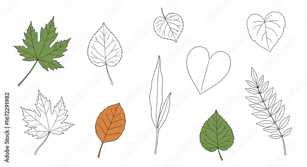 Obraz premium Collection of assorted hand drawn botanical elements featuring diverse leaf shapes and natural patterns for artistic design