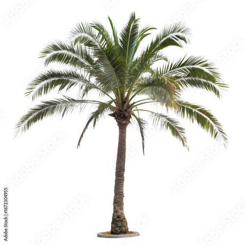 Palm Tree Tropical Plant Exotic Flora Detailed Isolated Render on transparent background