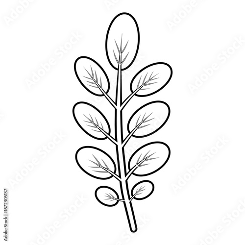 Robinia tree leaf contour illustration. Feather-like shape isolated vector element. Pinnate stem with 9 oval leaflets