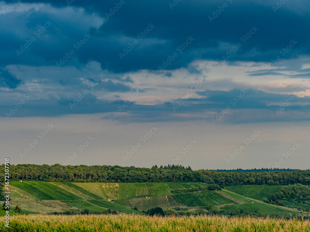 Fototapeta premium Weinberge im Spätsommer