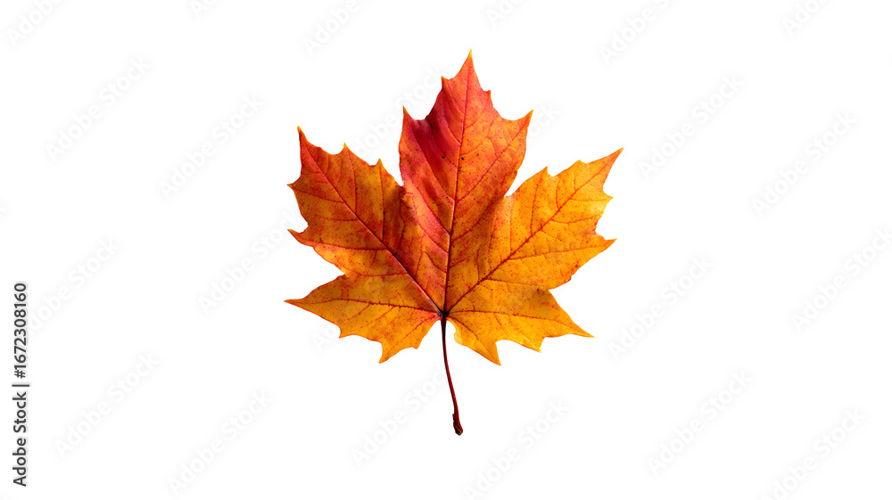 A single autumn maple leaf with isolated on a transparent background A single autumn maple leaf with isolated on a transparent background
